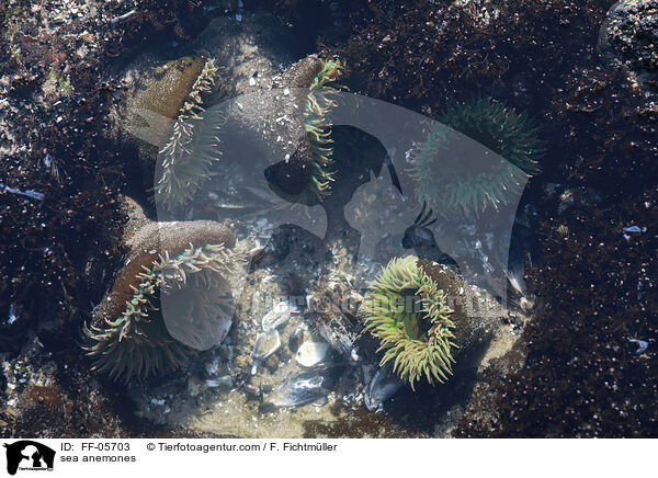sea anemones / FF-05703