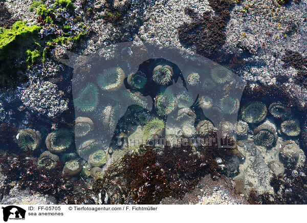 sea anemones / FF-05705