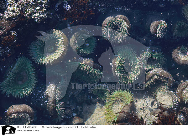 sea anemones / FF-05706