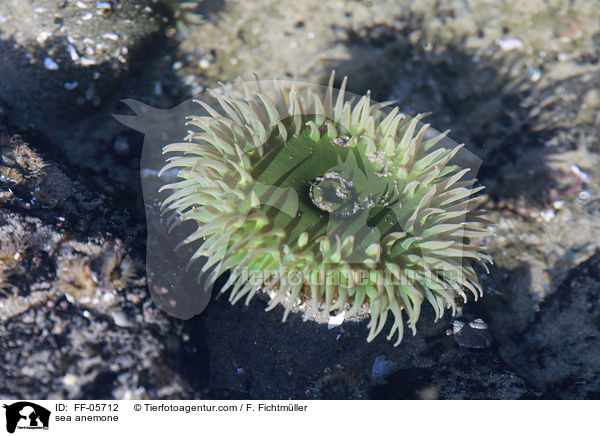 sea anemone / FF-05712