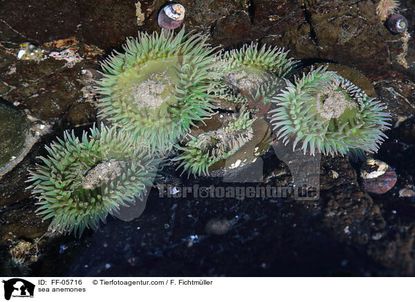 sea anemones / FF-05716