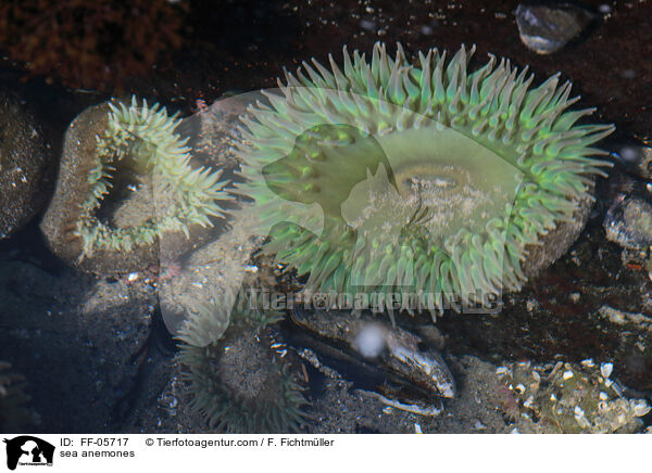 sea anemones / FF-05717