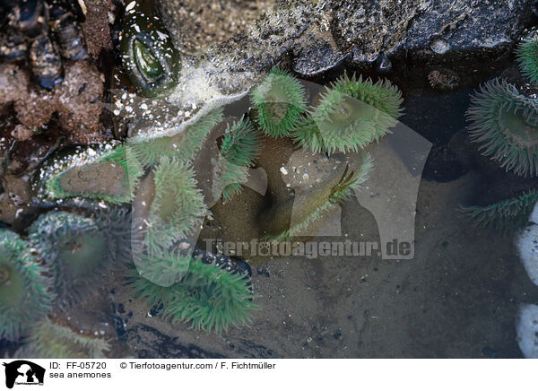 sea anemones / FF-05720