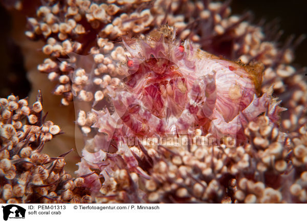 soft coral crab / PEM-01313