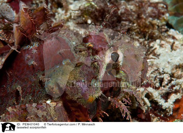 tasseled scorpionfish / PEM-01040