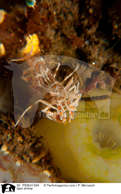 tiger shrimp / PEM-01294