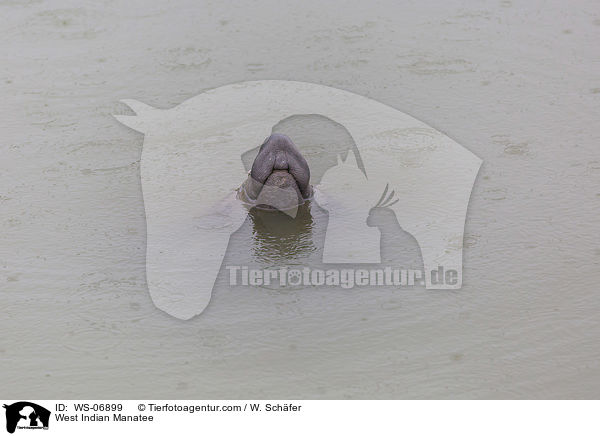 West Indian Manatee / WS-06899