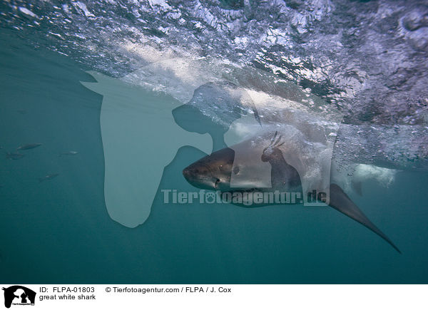 great white shark / FLPA-01803