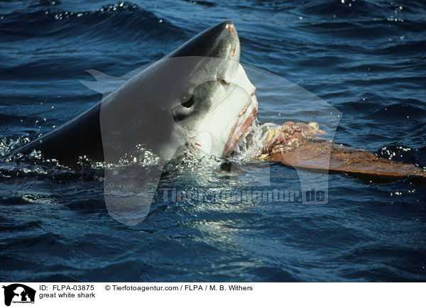 great white shark / FLPA-03875