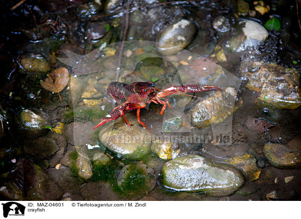 crayfish / MAZ-04601