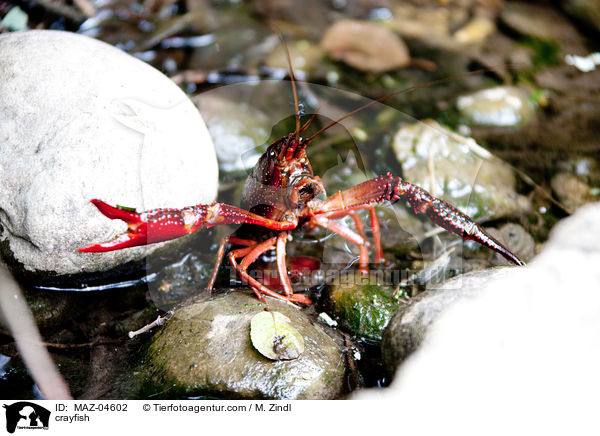 crayfish / MAZ-04602