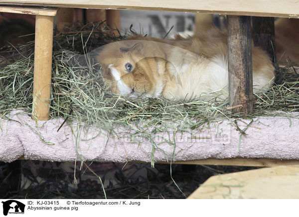 Abyssinian guinea pig / KJ-03415
