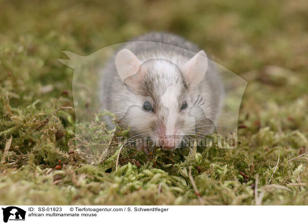 african multimammate mouse / SS-01823