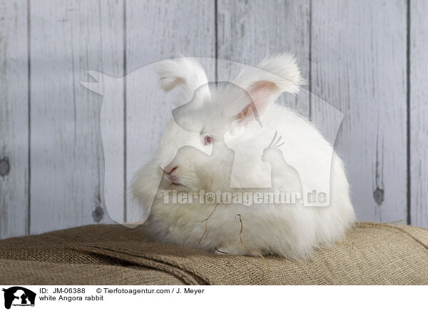 white Angora rabbit / JM-06388