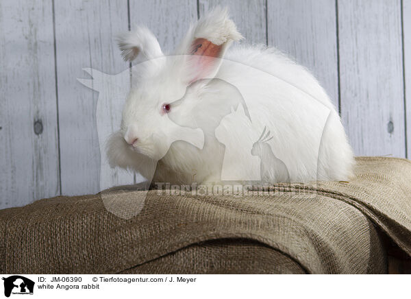 white Angora rabbit / JM-06390