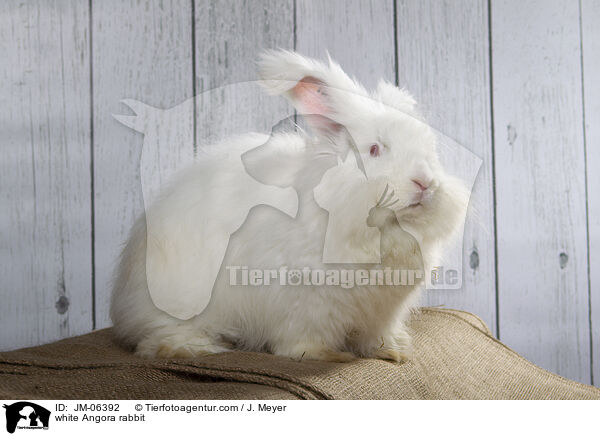 white Angora rabbit / JM-06392