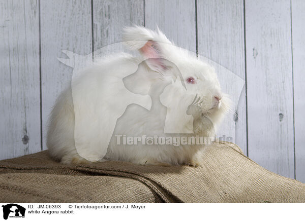 white Angora rabbit / JM-06393