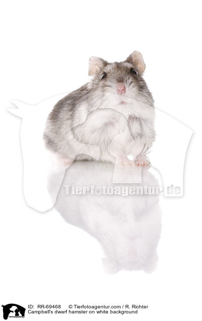 Campbell's dwarf hamster on white background / RR-69468