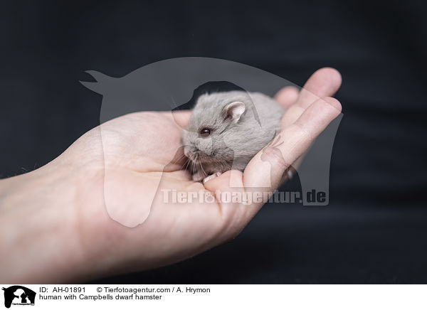 human with Campbells dwarf hamster / AH-01891