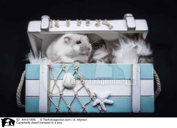 Campbells dwarf hamster in a box / AH-01898