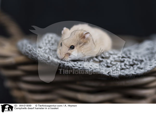 Campbells dwarf hamster in a basket / AH-01899