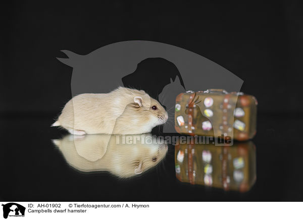 Campbells dwarf hamster / AH-01902