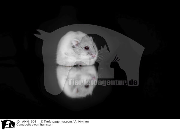 Campbell Zwerghamster / Campbells dwarf hamster / AH-01904
