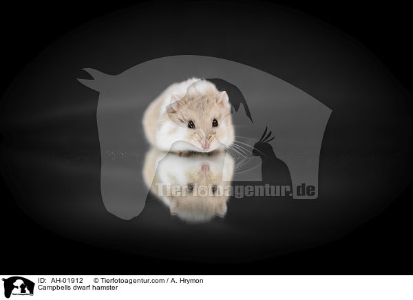 Campbells dwarf hamster / AH-01912