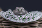 Campbells dwarf hamster in a basket
