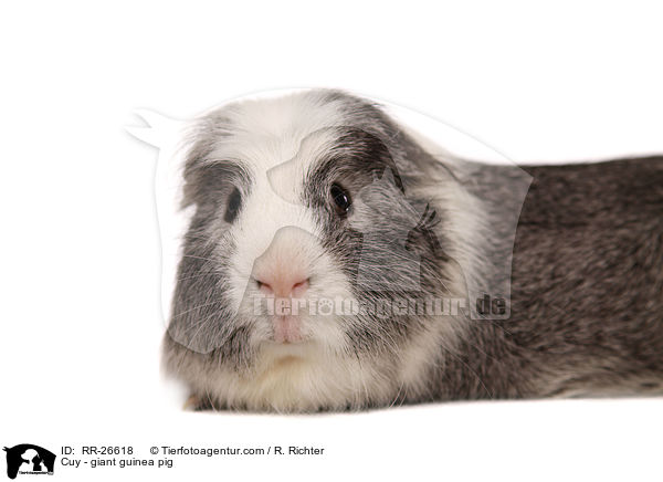 Cuy - giant guinea pig / RR-26618