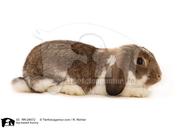 lop-eared bunny / RR-28672