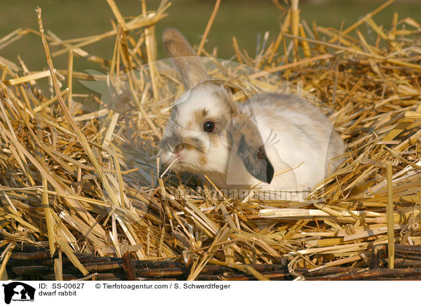 Zwergkaninchen / dwarf rabbit / SS-00627