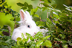 white dwarf rabbit