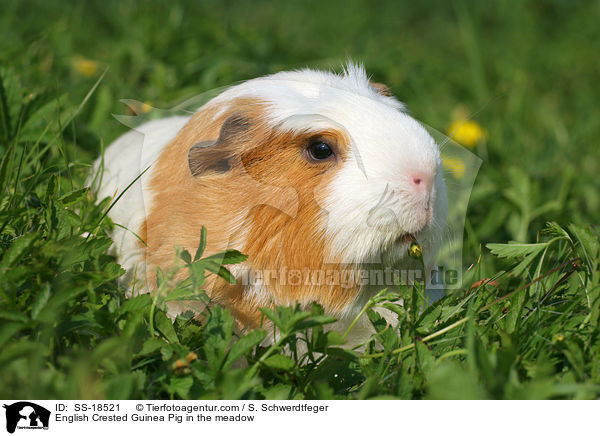 English Crested Guinea Pig in the meadow / SS-18521