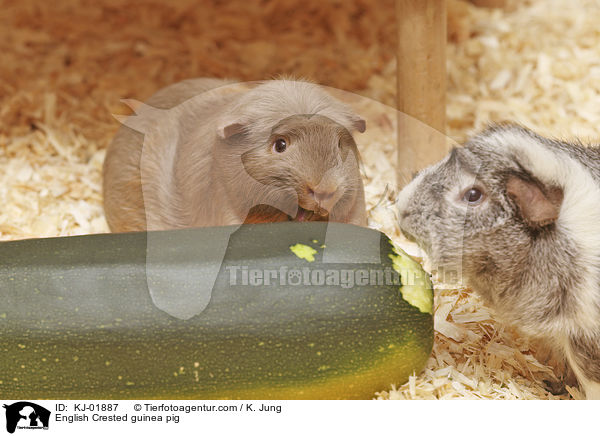 English Crested guinea pig / KJ-01887