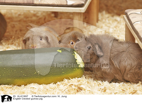 English Crested guinea pig / KJ-01897