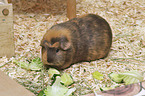 English Crested guinea pig