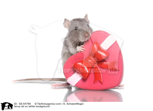 fancy rat on white background / SS-54766