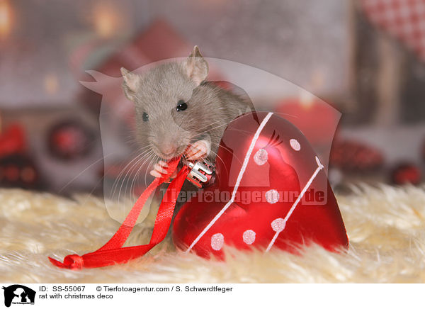 rat with christmas deco / SS-55067
