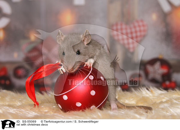 rat with christmas deco / SS-55069