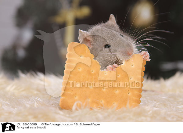 fancy rat eats biscuit / SS-55080