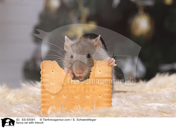 fancy rat with biscuit / SS-55081