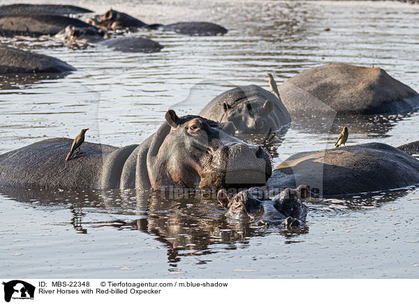 River Horses with Red-billed Oxpecker / MBS-22348