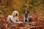 Spinone Italiano and German shorthaired Pointer