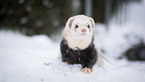 ferret in the snow