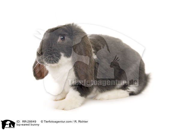 lop-eared bunny / RR-28649