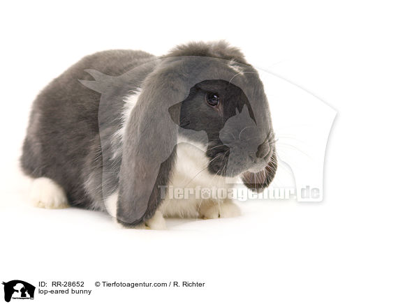 lop-eared bunny / RR-28652