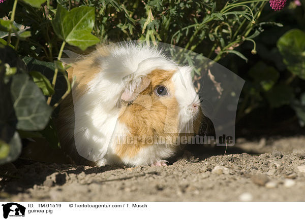 guinea pig / TM-01519