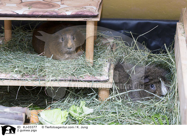 2 guinea pigs / KJ-03377
