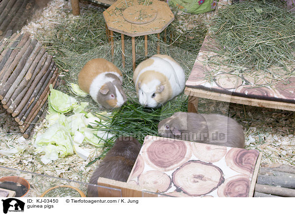 guinea pigs / KJ-03450